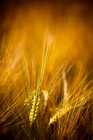 Golden wheat fieldの写真素材