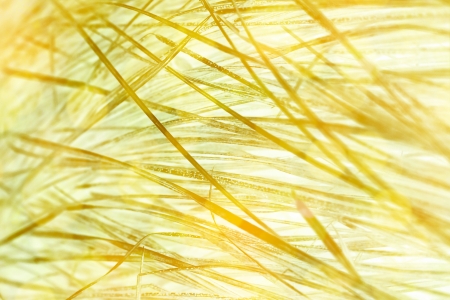 Abstract yellow sunny backgroundの写真素材