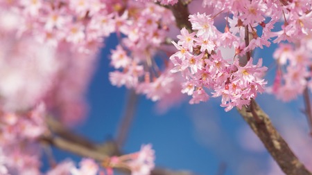 Sharp cherry blossoms on blue background