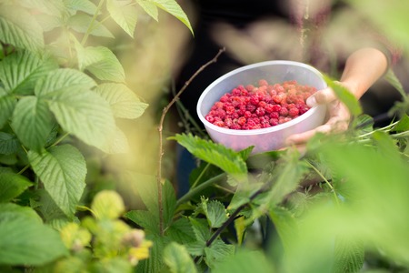 Image of a girl collecting real forest raspberriesの写真素材