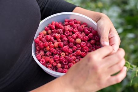Image of a girl collecting real forest raspberriesの写真素材