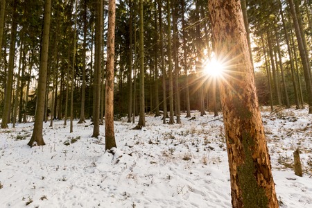 Spruce monoculture attacked by bark beetleの写真素材