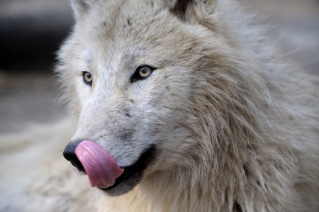 wolf