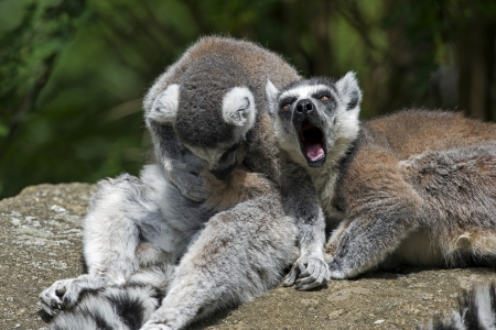 Lemurの写真素材