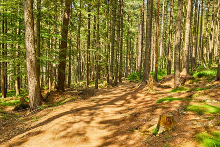 path in the forest