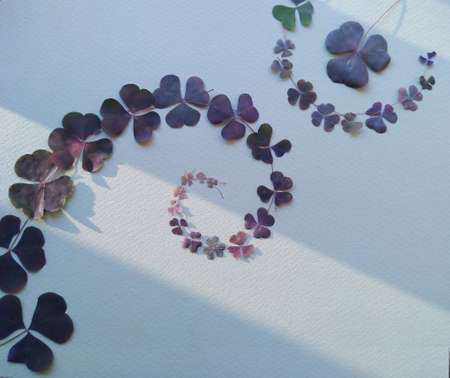 herb base for postcard, dried clover leavesの写真素材