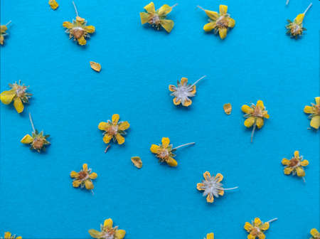 bright yellow flowers on a blue backgroundの写真素材