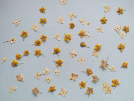 small dried flowers on the greyish background