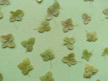 dried green leaves on the green background