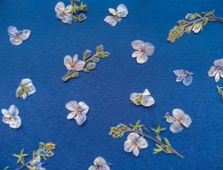transparent white flowers on the dark blue background, closeup, herb templateの写真素材
