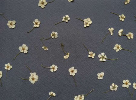 dried small white flowers on brown background, herbal template wallpaper