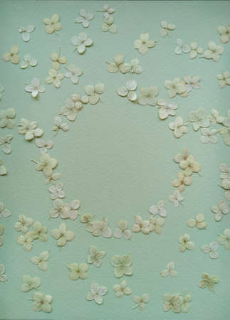 light clover leaves arranged in the form of the circle on light emerald paperの写真素材