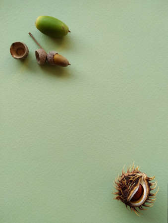 acorns and chestnut arranged on green textured paper, vertical herbal wallpaper template, space for textの写真素材