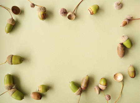 rape acorns arranged in the form of frame on light yellow green textured paper, horizontal template with space for textの写真素材