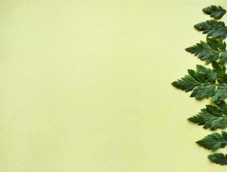 top view of leaves on the right side of light yellow green textured paper, horizontal herbal background with space for textの写真素材