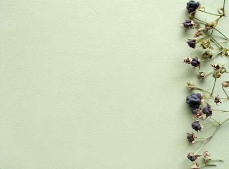 top shot of rape and ripe berries on the right side of light green textured paper, horizontal herbal template, space for textの写真素材
