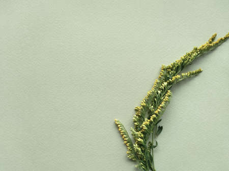 branch with small yellow flowers and leaves forming half circle in bottom right, muted colors,...