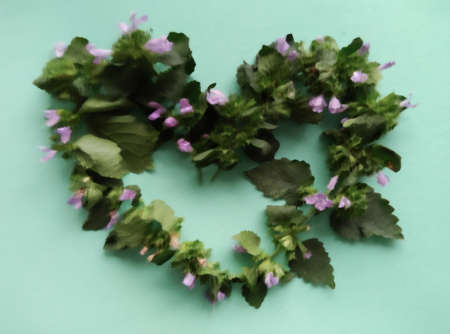 small bushes with purple flowers arranged in the form of heart on emerald paper, blurry horizontal herbal template with muted colorsの写真素材