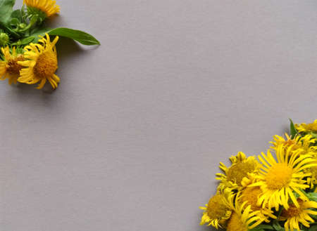 yellow flower bundles in corners of light purple paper, herbal horizontal template with space for...