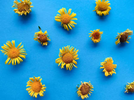 big yellow blossoms evenly spread on bright blue paper, horizontal herbal background
