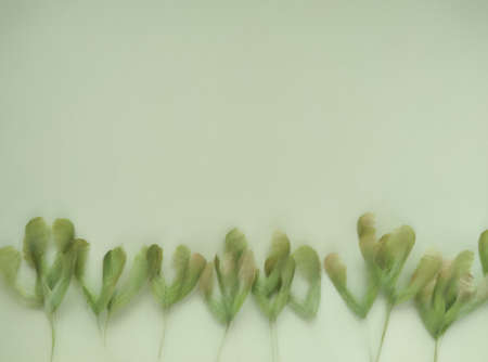 american maple seeds arranged in stripe at bottom edge of light green background, blurry herbal template with space for text and muted colorsの写真素材