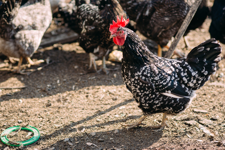 Rooster and chickens on the farm.の写真素材