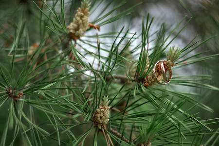 Wedding rings on a coniferous branch with dewの写真素材