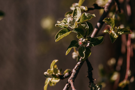 Spring branch, young leaves and kidneysの写真素材