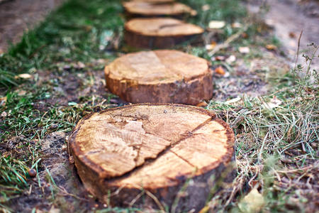 Path of stumps. Garden path way from cut stumps, walkway of cross section of tree trunks.の写真素材