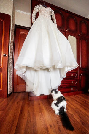 the cat sits next to the brides dressの写真素材