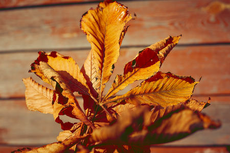 close up of autumn leavesの写真素材