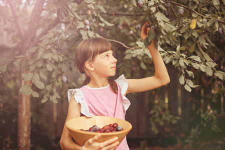 girl collects ripe plum in the garden in a wooden basket.の写真素材