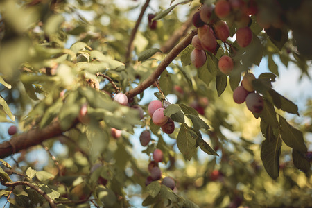 Closeup of delicious ripe plums on tree branch in gardenの写真素材
