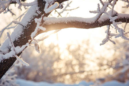 tree branches in the snow Sunny winter dayの写真素材