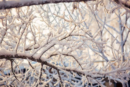 tree branches in the snow Sunny winter day