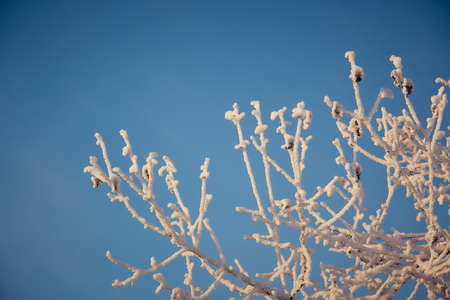 tree branches in the snow Sunny winter day