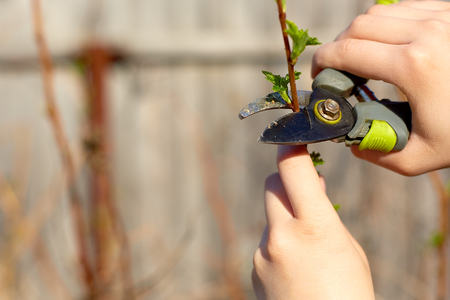 Pruning fruit trees with garden secateurs in spring gardenの写真素材