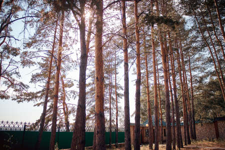 the sun shines through the pine trees in a country villaの写真素材