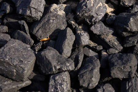 Natural hard coal texture for background - Coal industryの写真素材