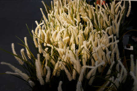 sale of various flowers and plants in the design and interior storeの写真素材