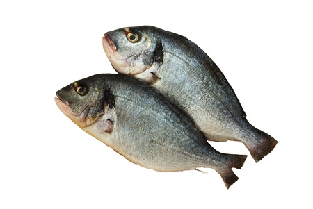 Two raw denis( sea bream) fishes  isolated on white  backgroundの写真素材