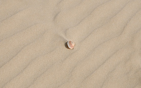 Single little sea shell  on light sand texture with diagonal patternの写真素材