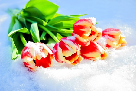 Five red tulips lie on snow on the sunの写真素材