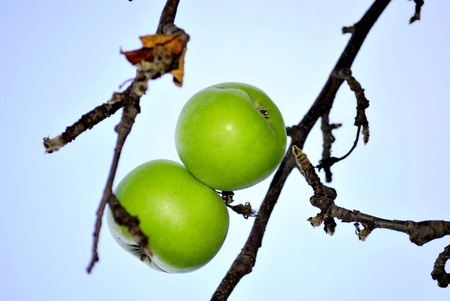 bright red apple on background blue skyの写真素材