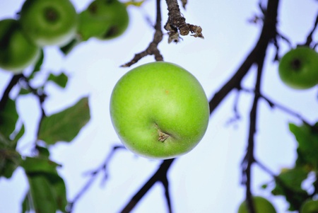 bright red apple on background blue sky