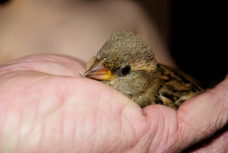 bird in hand