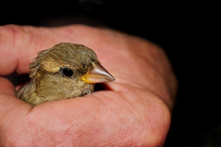 bird in handの写真素材