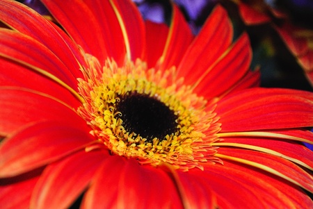 one red bright flowerの写真素材