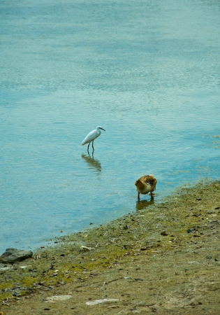 heron and duckの写真素材