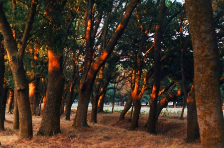 ashの写真素材